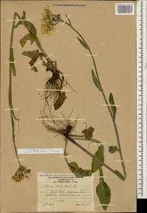 Tephroseris cladobotrys subsp. subfloccosa (Schischk.) Greuter, Caucasus, South Ossetia (K4b) (South Ossetia)