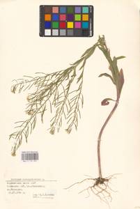 Erysimum cheiranthoides L., Eastern Europe, Estonia (E2c) (Estonia)