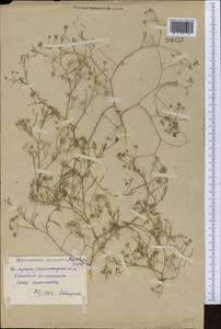 Psammogeton capillifolium (Regel & Schmalh.) Mousavi, Mozaff. & Zarre, Middle Asia, Syr-Darian deserts & Kyzylkum (M7) (Uzbekistan)