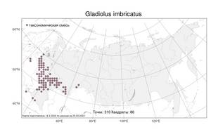 Gladiolus imbricatus L., Atlas of the Russian Flora (FLORUS) (Russia)