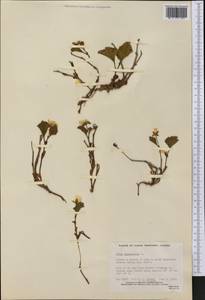 Rubus chamaemorus L., America (AMER) (Canada)