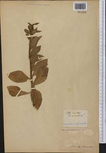 Lobelia siphilitica L., America (AMER) (Not classified)