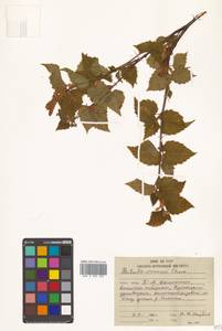 Betula ermanii Cham., Siberia, Chukotka & Kamchatka (S7) (Russia)