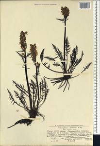 Pedicularis sudetica Willd., Eastern Europe, Northern region (E1) (Russia)