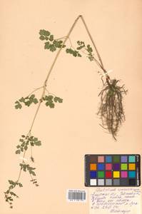 Thalictrum sparsiflorum Turcz. ex Fisch. & C. A. Mey., Siberia, Russian Far East (S6) (Russia)