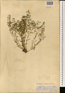Thesium refractum C.A.Mey., Mongolia (MONG) (Mongolia)