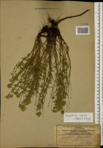 Ziziphora clinopodioides subsp. rigida (Boiss.) Rech.f., Caucasus, Azerbaijan (K6) (Azerbaijan)