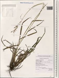 Paspalum dilatatum Poir., South Asia, South Asia (Asia outside ex-Soviet states and Mongolia) (ASIA) (Israel)