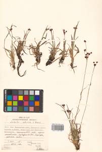 Luzula multiflora subsp. sibirica V. I. Krecz., Siberia, Russian Far East (S6) (Russia)