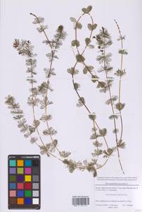Myriophyllum spicatum L., Eastern Europe, Moscow region (E4a) (Russia)