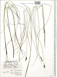 Carex diandra Schrank, Caucasus, Stavropol Krai, Karachay-Cherkessia & Kabardino-Balkaria (K1b) (Russia)