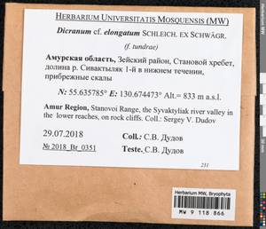 Dicranum elongatum Schleich. ex Schwägr., Bryophytes, Bryophytes - Russian Far East (excl. Chukotka & Kamchatka) (B20) (Russia)
