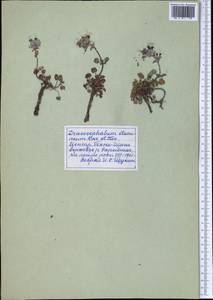 Dracocephalum stamineum Kar. & Kir., Middle Asia, Northern & Central Tian Shan (M4) (Kyrgyzstan)