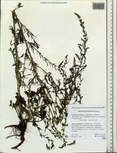 Artemisia desertorum Spreng., Siberia, Russian Far East (S6) (Russia)