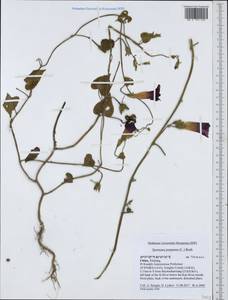 Ipomoea purpurea (L.) Roth, South Asia, South Asia (Asia outside ex-Soviet states and Mongolia) (ASIA) (China)