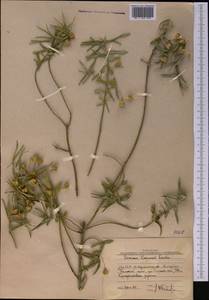 Euonymus nanus M. Bieb., Middle Asia, Western Tian Shan & Karatau (M3) (Uzbekistan)