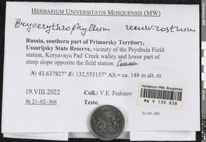 Bryoerythrophyllum recurvirostrum (Hedw.) P.C. Chen, Bryophytes, Bryophytes - Russian Far East (excl. Chukotka & Kamchatka) (B20) (Russia)