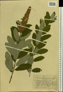 Spiraea douglasii Hook., Eastern Europe, Moscow region (E4a) (Russia)