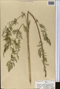 Scaligeria ugamica Korovin, Middle Asia, Western Tian Shan & Karatau (M3) (Kyrgyzstan)