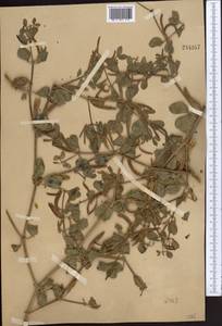 Zygophyllum obliquum Popov, Middle Asia, Northern & Central Tian Shan (M4) (Kazakhstan)