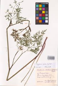 Thysselinum palustre (L.) Hoffm., Eastern Europe, Northern region (E1) (Russia)