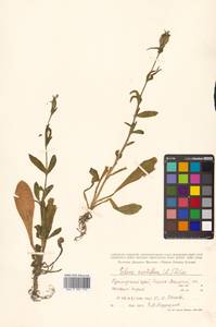 Silene noctiflora L., Siberia, Russian Far East (S6) (Russia)