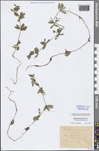 Galium spurium L., Eastern Europe, Central forest-and-steppe region (E6) (Russia)