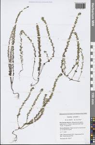 Veronica arvensis L., Eastern Europe, Central region (E4) (Russia)