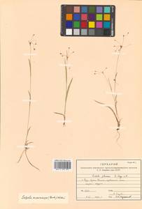 Luzula rufescens var. macrocarpa Buchenau, Siberia, Russian Far East (S6) (Russia)