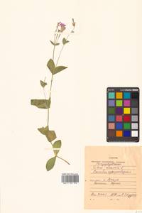 Atocion armeria (L.) Raf., Siberia, Russian Far East (S6) (Russia)