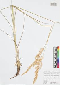 Calamagrostis epigejos (L.) Roth, Eastern Europe, Central region (E4) (Russia)