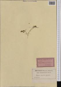 Moehringia ciliata (Scop.) Dalla Torre, Western Europe (EUR) (Switzerland)