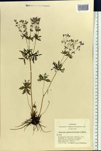 Geranium pseudosibiricum J. Mayer, Siberia, Altai & Sayany Mountains (S2) (Russia)