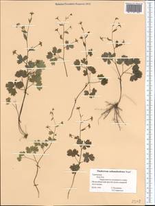 Thalictrum sultanabadense Stapf, Middle Asia, Kopet Dag, Badkhyz, Small & Great Balkhan (M1) (Turkmenistan)