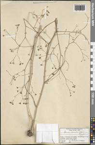 Bunium hermonis (Post) Kljuykov, South Asia, South Asia (Asia outside ex-Soviet states and Mongolia) (ASIA) (Turkey)