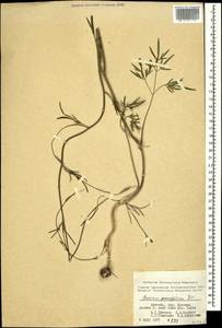 Bunium paucifolium DC., Caucasus, Armenia (K5) (Armenia)