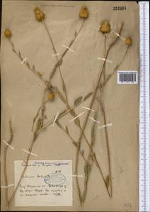 Stizolophus balsamita (Lam.) K.Koch, Middle Asia, Syr-Darian deserts & Kyzylkum (M7)