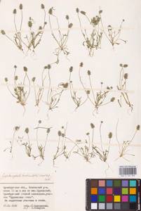 Ceratocephala orthoceras DC., Eastern Europe, Eastern region (E10) (Russia)