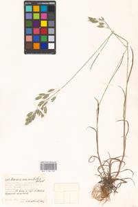 Bromus commutatus Schrad., Eastern Europe, Moscow region (E4a) (Russia)