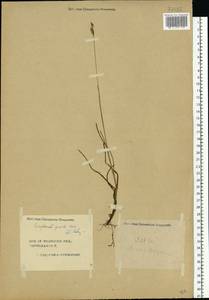 Eriophorum gracile W.D.J.Koch, Eastern Europe, Central forest region (E5) (Russia)