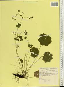Alchemilla heptagona Juz., Eastern Europe, Central forest region (E5) (Russia)