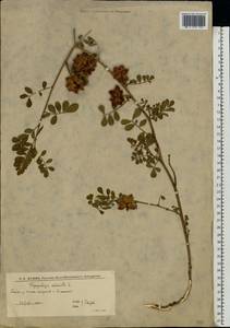 Glycyrrhiza echinata L., Eastern Europe, Lower Volga region (E9) (Russia)