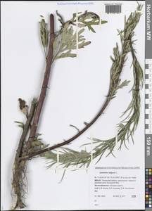 Artemisia vulgaris L., Siberia, Western Siberia (S1) (Russia)