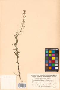 Camelina microcarpa Andrz. ex DC., Siberia, Russian Far East (S6) (Russia)