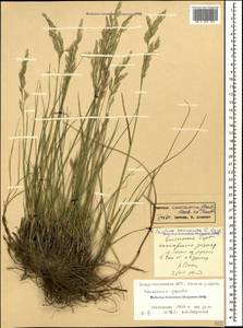 Festuca caucasica (Boiss.) Hack. ex Boiss., Caucasus, North Ossetia, Ingushetia & Chechnya (K1c) (Russia)