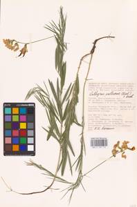 Lathyrus pallescens (M.Bieb.) K.Koch, Eastern Europe, Lower Volga region (E9) (Russia)