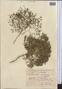 Euphorbia humifusa Willd., Middle Asia, Caspian Ustyurt & Northern Aralia (M8) (Kazakhstan)
