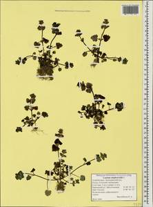 Lamium amplexicaule L., Caucasus, Azerbaijan (K6) (Azerbaijan)