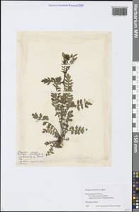 Rorippa sylvestris (L.) Besser, Eastern Europe, Central region (E4) (Russia)