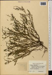 Vicia ervilia (L.)Willd., Caucasus, Georgia (K4) (Georgia)